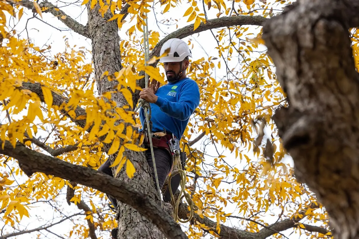 Skilled Tree Pruning crew working in Battlement Mesa