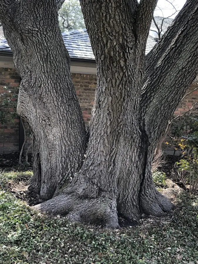 Mature heritage tree close to a Battlement Mesa property cared for by certified arborists