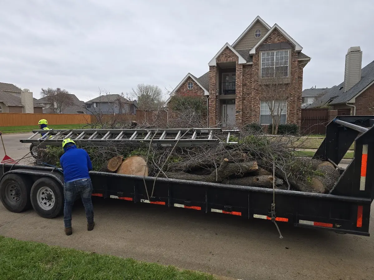 Expert Tree Fertilization with proper safety equipment in Battlement Mesa